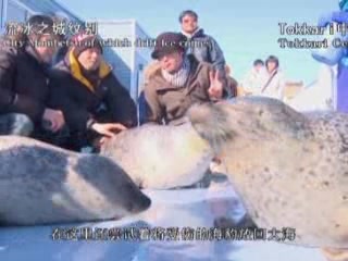  اليابان:  Hokkaido Prefecture:  مونبيتسو، هوكايدو:  
 
 Seals in Mombetsu