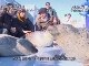 Тюлени в Момбецу (Япония)