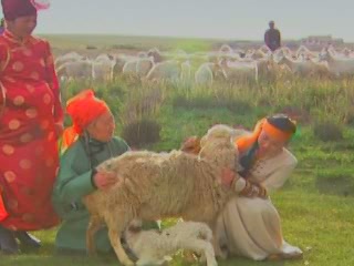  Inner Mongolia:  China:  
 
 Sheep Breeding