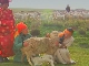 Sheep Breeding (الصين_(منطقة))