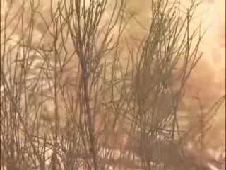  الأردن:  العقبة:  
 
 Small shrubs Alpha