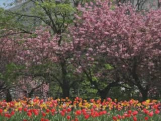  Саппоро:  Хоккайдо Префектура :  Япония:  
 
 Весна в Саппоро