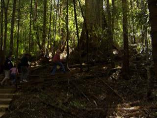  Тасмания:  Австралия:  
 
 Прогулка по верхушкам деревьев в Тахуне