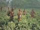 Tea plantations in Bangladesh (بنغلاديش)