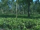 Tea plantations of Assam (الهند)