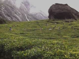 صور Tea plantations of Kerala جمعيّة