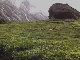 Tea plantations of Kerala (India)