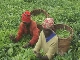 Tea production in Rwanda