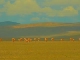 Tibetan antelope (الصين_(منطقة))