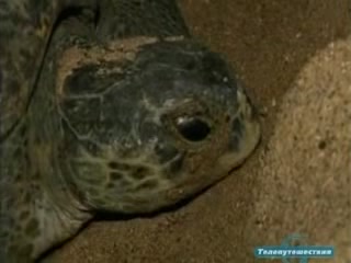  Karachi:  Sindh:  Pakistan:  
 
 Turtle area in Karachi