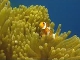 Underwater World in East Timor
