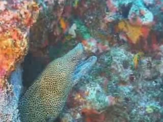  Ponta do Ouro:  モザンビーク:  
 
 Underwater in Ponta do Oura