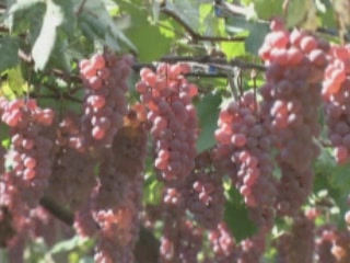 صور Vineyards of Yamanashi النبيذ