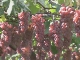 Виноградники Яманаси
