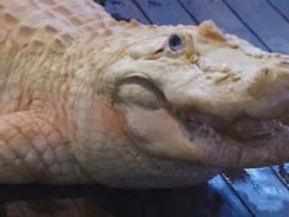 صور White Gators in Gatorland ألحيوَانَات