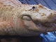 White Gators in Gatorland