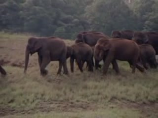  India:  
 
 Wild elephants