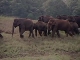 Wild elephants (الهند)