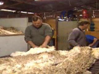  ニューサウスウェールズ州:  タスマニア州:  オーストラリア:  
 
 Wool Production in Tasmania