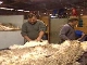 Wool Production in Tasmania (澳大利亚)