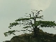 Wuling Pine in Zhangjiajie (中国)