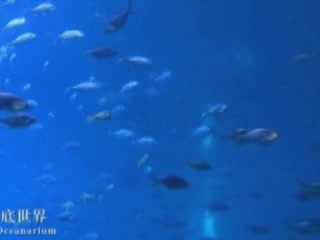  Xiamen:  China:  
 
 Xiamen Aquarium