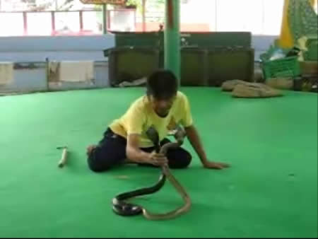  Bangkok:  Thailand:  
 
 Snake Farm