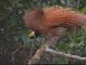 Природа Папуа-Новая Гвинея 