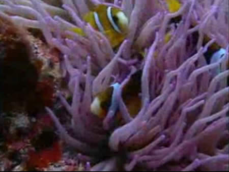  バヌアツ:  
 
 Vanuatu, diving