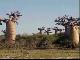 Madagascar, baobabs (مدغشقر)