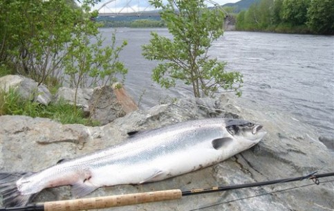 Заядлые рыболовы ни за что не упустят возможность поймать 20-и килограммового лосося в чистых водах реки Намсен.
