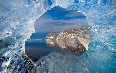 Spitsbergen, ice 图片