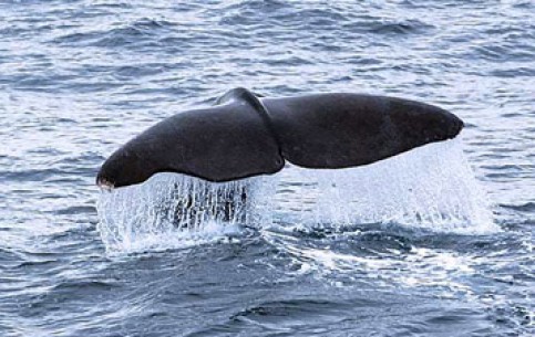 Modern whale safari in Andenes is not hunting in the literal sense. Sperm-whales are not afraid to appear about the coast and tourists can observe and photograph these sea giants 