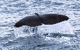 Whale Safari, Andenes صور