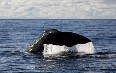 Whale Safari, Andenes 写真