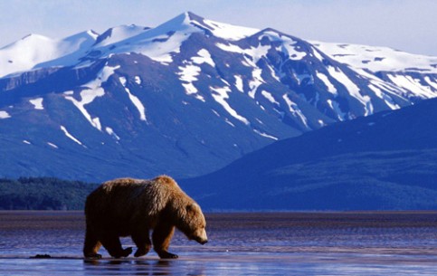 Alaska is the land of wild, primeval nature, snowy mountains, glaciers, volcanoes, bare islands, dense forests, tundra. Cold winters and hot springs; the richest sources of mineral and fuel resources