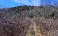 Appalachian Trail Images