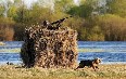 Belarus, hunting 写真