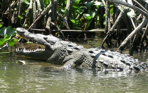 A fascinating trip along the longest river of the island (70 km) one can make on a small boat. The Black River stretches along the national park, where wildlife can be observed in its original form