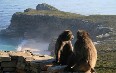 Cape of Good Hope صور