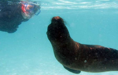 The isolation of the Galapagos creates unique conditions for evolutionary changes in those organisms that by chance crossed the distance of thousands marine miles. Vacation here are unforgettable