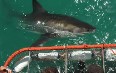 Gansbaai, Shark Cage Diving Images