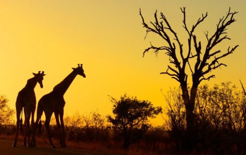 In Kruger National Park one can see more than 250 000 animals, including representatives of so-called “Big Five”: rhinoceros, lions, leopards, elephants and buffalos, as well as about 507 species of birds, numerous reptiles and fish