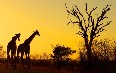 Kruger National Park صور
