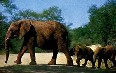 Kruger National Park 图片