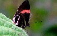 Питомник бабочек, Миндо Фото