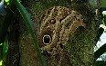 Питомник бабочек, Миндо Фото