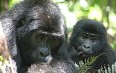 Mugahinga Gorilla National Park Images