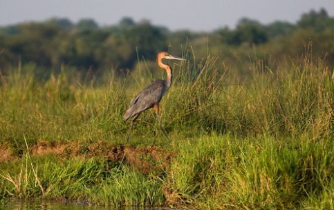 Murchisons Falls, the largest National Park of Uganda attracts visitors with rich wildlife of headwaters of the Nile and with 72-meter Murchison waterfall 