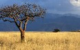 Nechisar National Park 图片